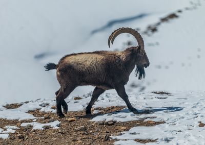 Ibex standing on snow covered land