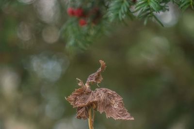 plant