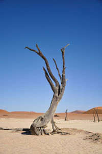 Dead tree on desert against clear blue sky