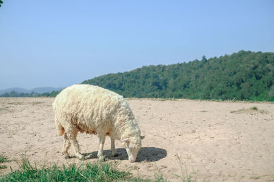 Sheep grazing on field