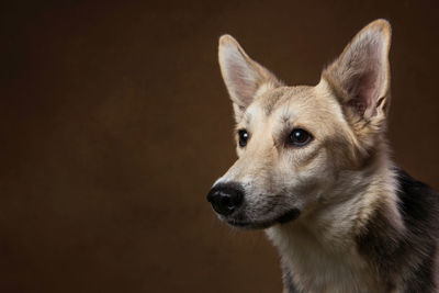 Close-up portrait of a dog