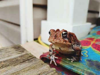 Close-up of frog on table