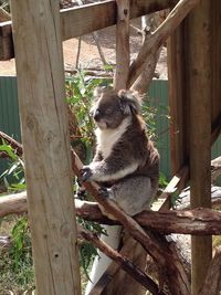 Monkey sitting on tree trunk