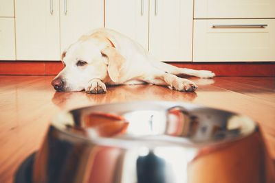 Close-up of dog at home