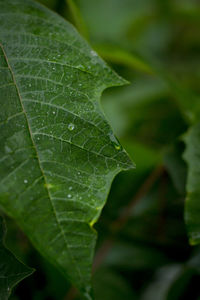 Close-up of wet leaves