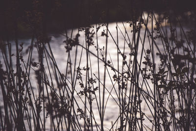 Close-up of plants growing on field against sky