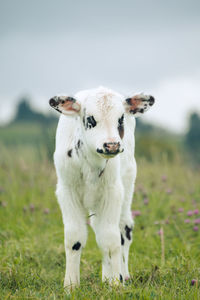 Portrait of sheep on field