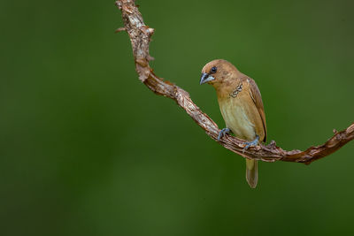 Close-up of bird perching on branch