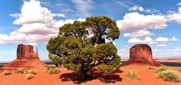 Green tree in monument valley