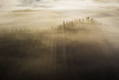 Fog over the forests in apuseni mountains after a light rain in the morning