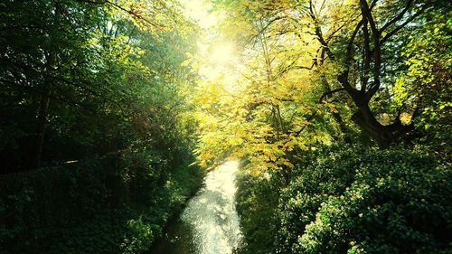 Scenic view of forest