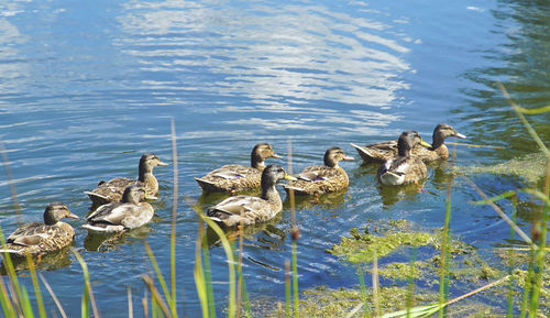 Flock of birds in lake