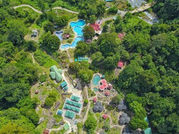 High angle view of plants and trees