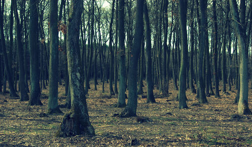 Trees growing in forest