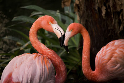 Close-up of flamingos