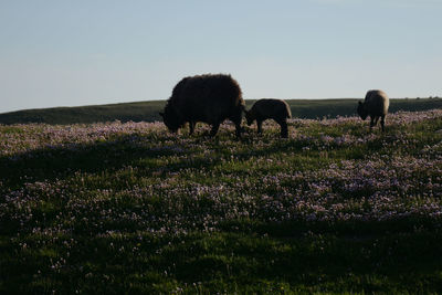 Horses on a field