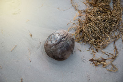 High angle view of eggs in nest on table