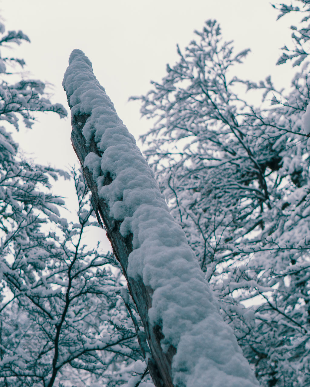 CLOSE-UP OF FROZEN TREE AGAINST SKY