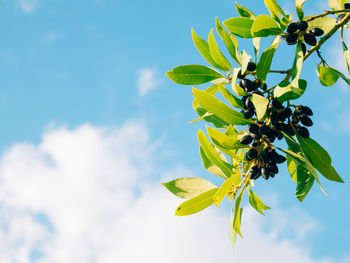 Low angle view of leaves against sky