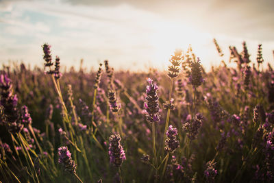 Close-up of purple flowering plants on field