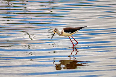 Bird in a lake