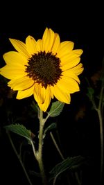 Close-up of yellow flower against black background