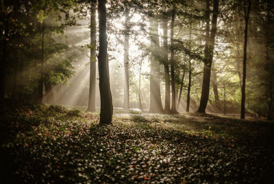 Trees in forest