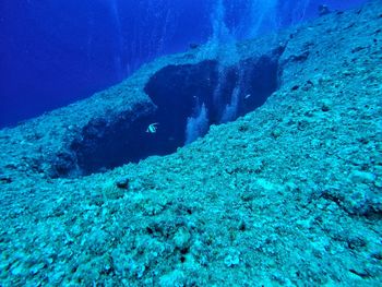 Close-up of coral swimming in sea