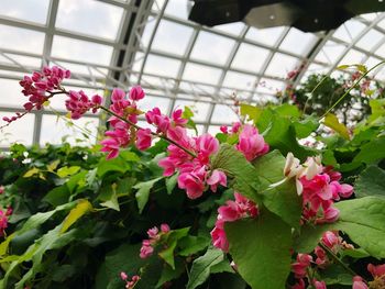 Close-up of pink flowering plants in greenhouse