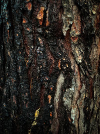 Close-up of a tree trunk