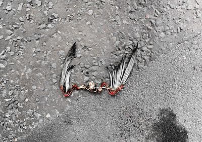 High angle view of birds on rock