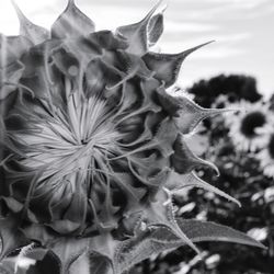 Close-up of wilted flower