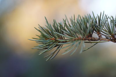 Close-up of pine tree branch