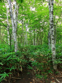 Trees in forest