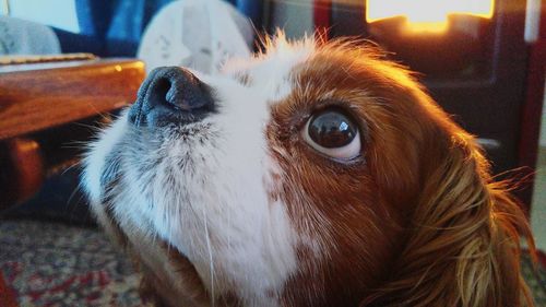 Close-up of cavalier king charles spaniel looking up