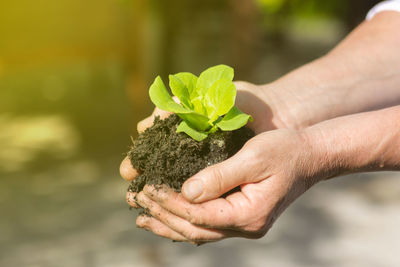 Close-up of hand holding young lettuce