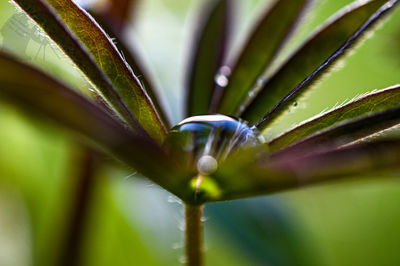 Close-up of wet purple flower