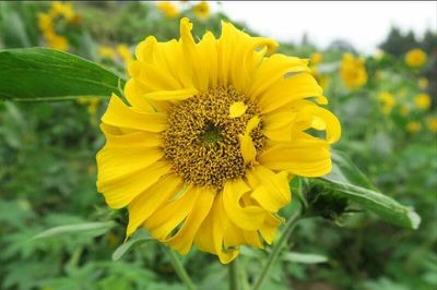 Close-up of sunflower