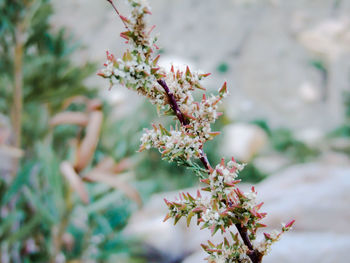 Close-up of cherry blossom on tree