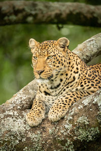 View of a cat on rock