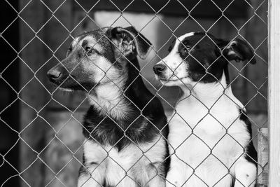 Close-up of dogs seen through chainlink fence