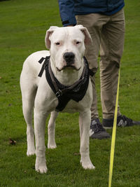 Low section of person with dog standing on field