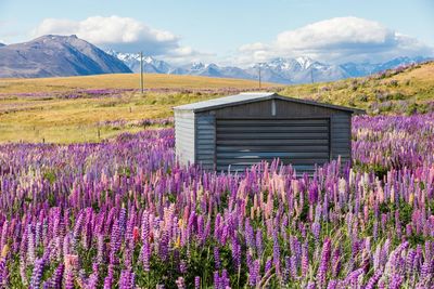 Purple flowering plants on field by mountains against sky