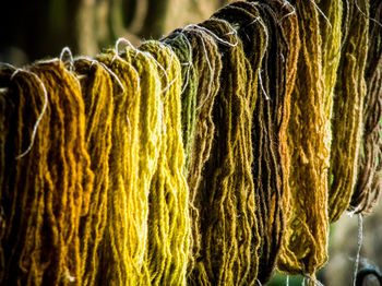 Close-up of hanging outdoors