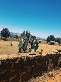 Trees on field against clear blue sky