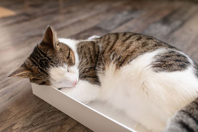 Domestic young cat sleeping in the box