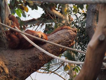 View of a horse on tree