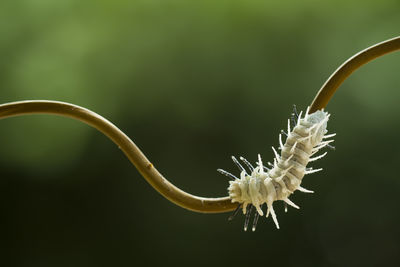 Caterpillar on branch