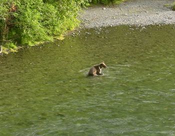 High angle view of dog swimming in lake