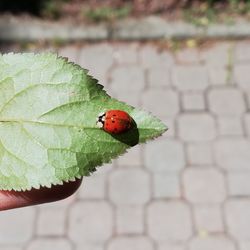 Close-up of ladybug on leaf